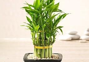 Bamboo Plants